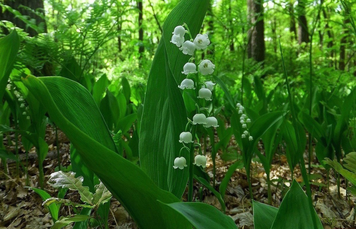 Ландыш Майский