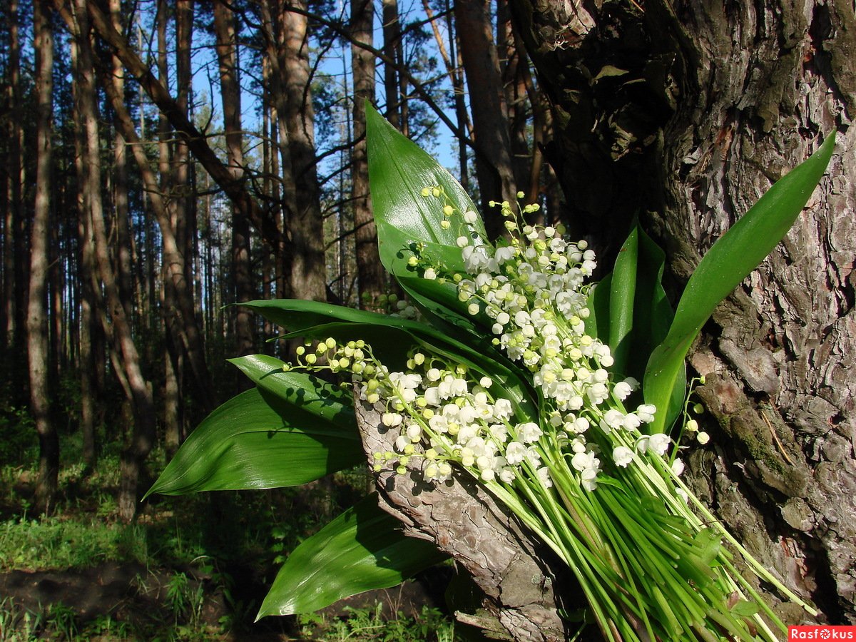 Поляна ландышей