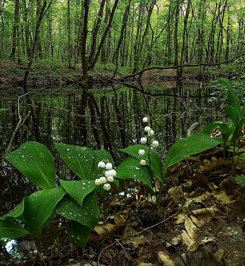 Ландыш Майский Поляна