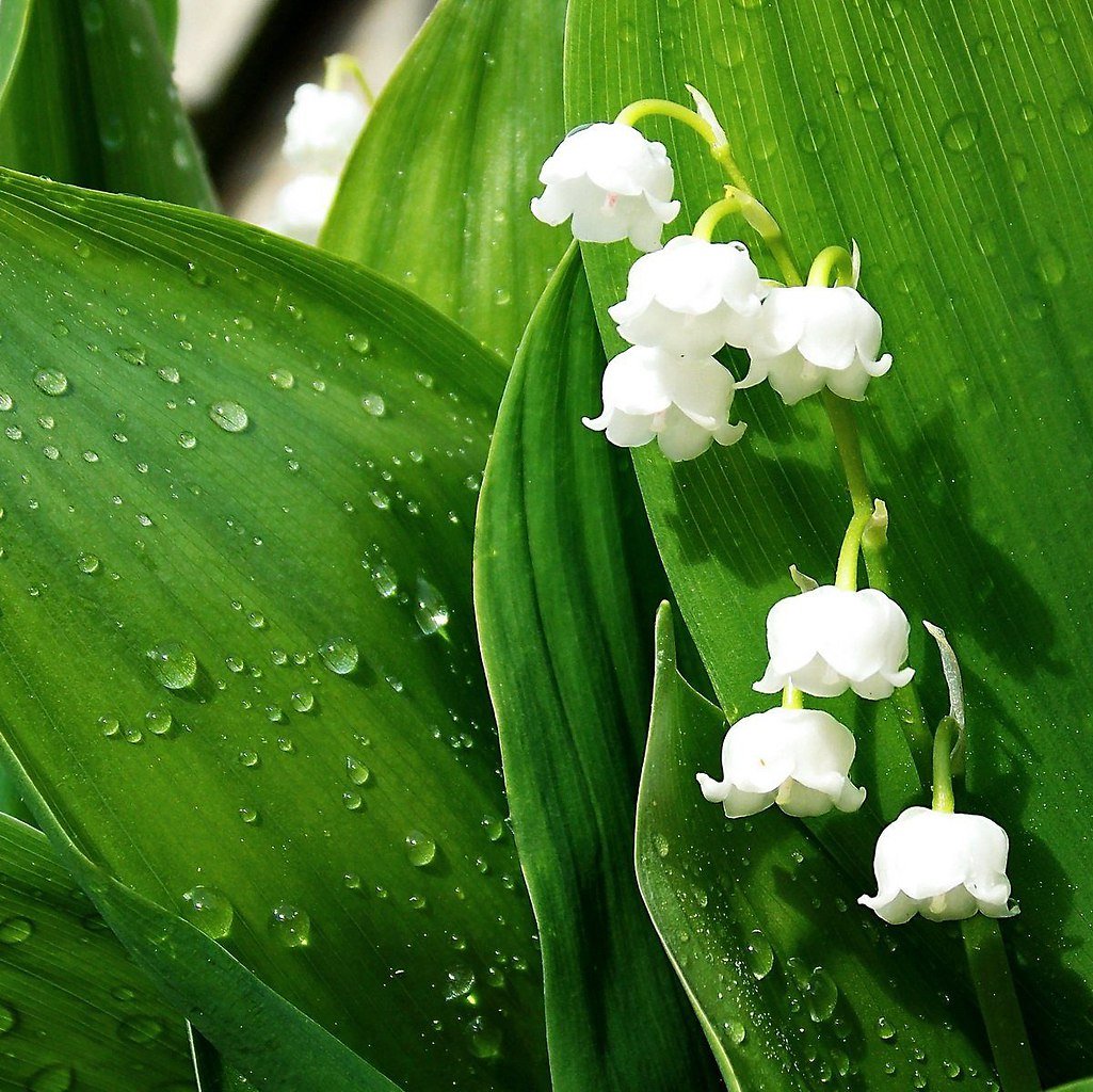 Ландыш Луговой