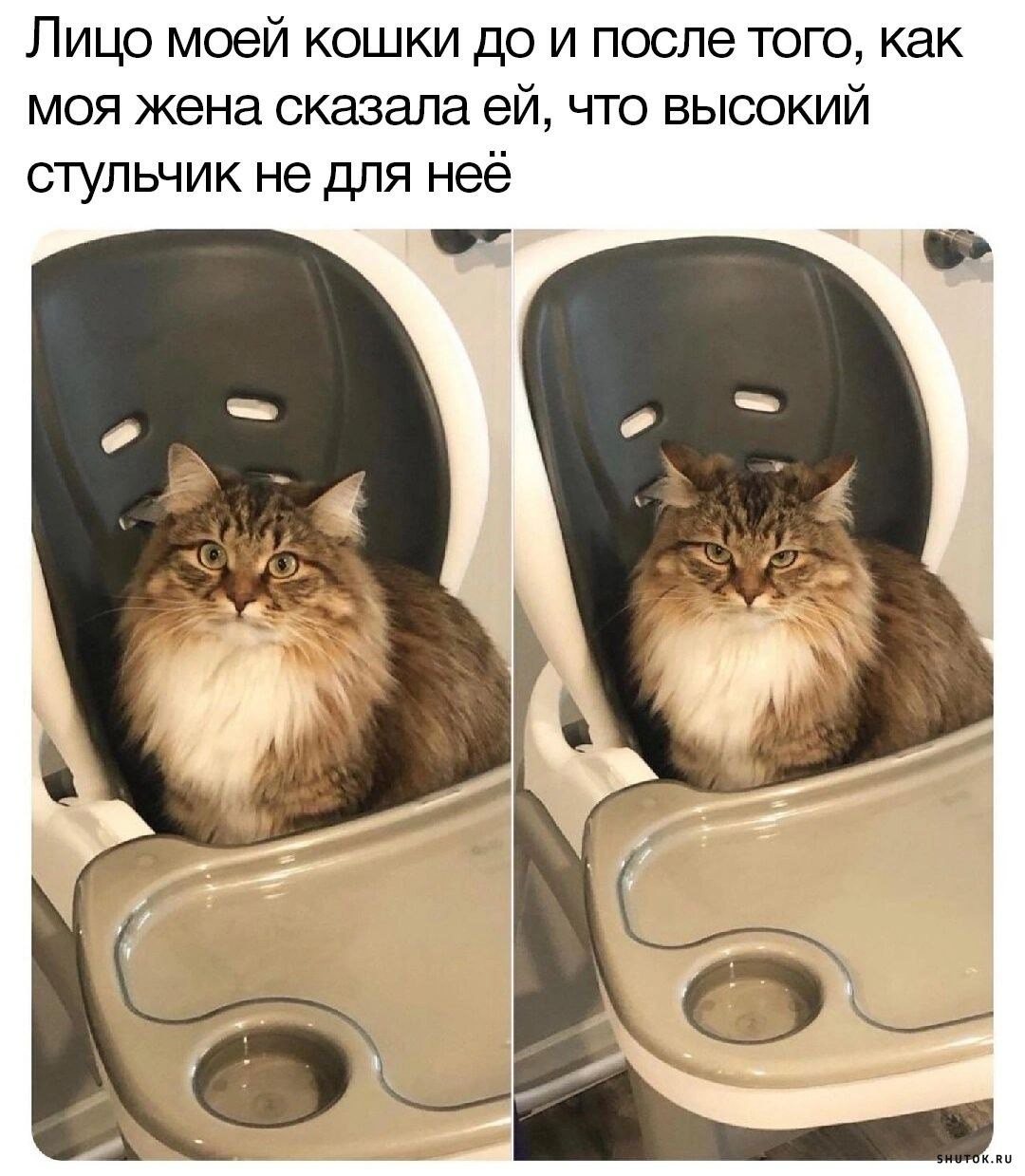 Библиотекарь мультяшный