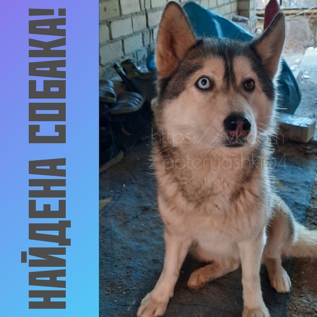 Пропала собака Дивайн