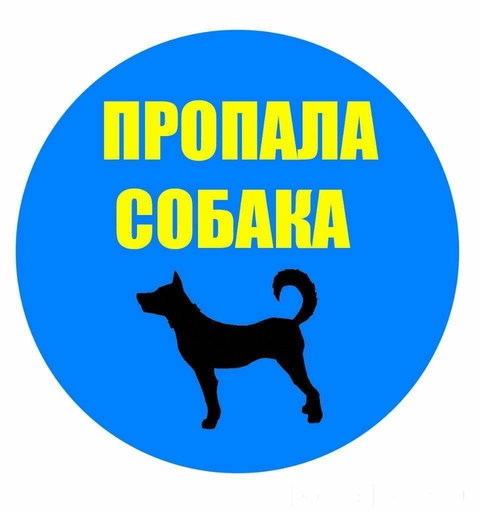 Пропала собака Обнинск