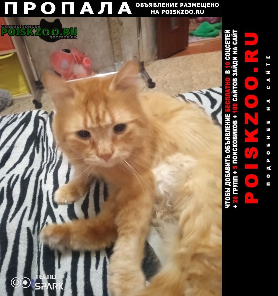 Пропал метис пуделя