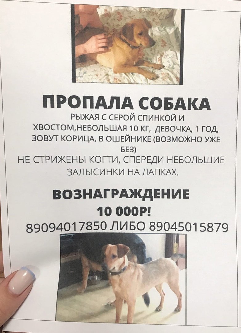 Чья потеряшка картинки