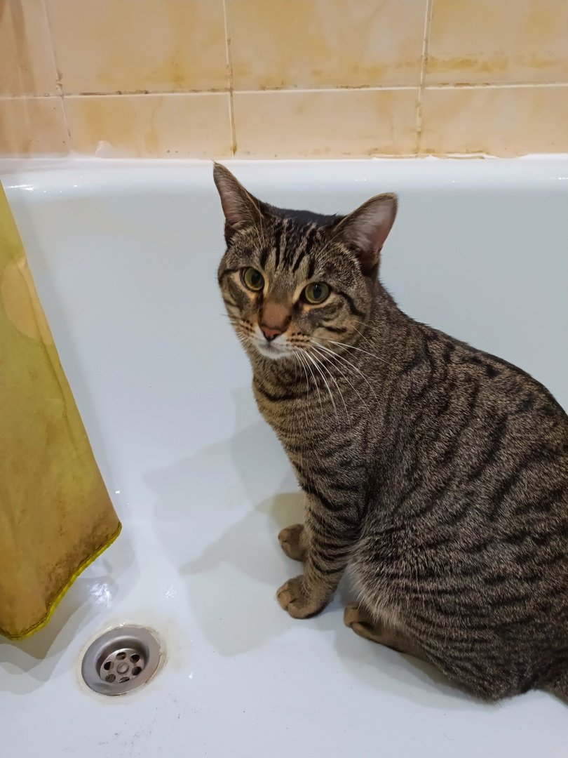 Помогите собаке