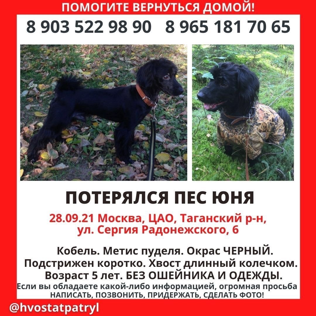 Собака ищет дом