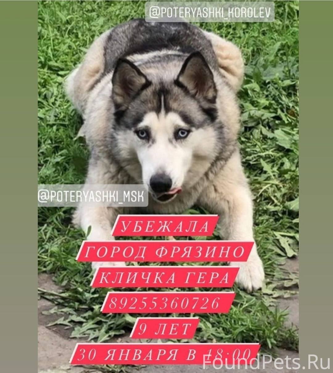 Йоркширский терьер потеряшки Москва