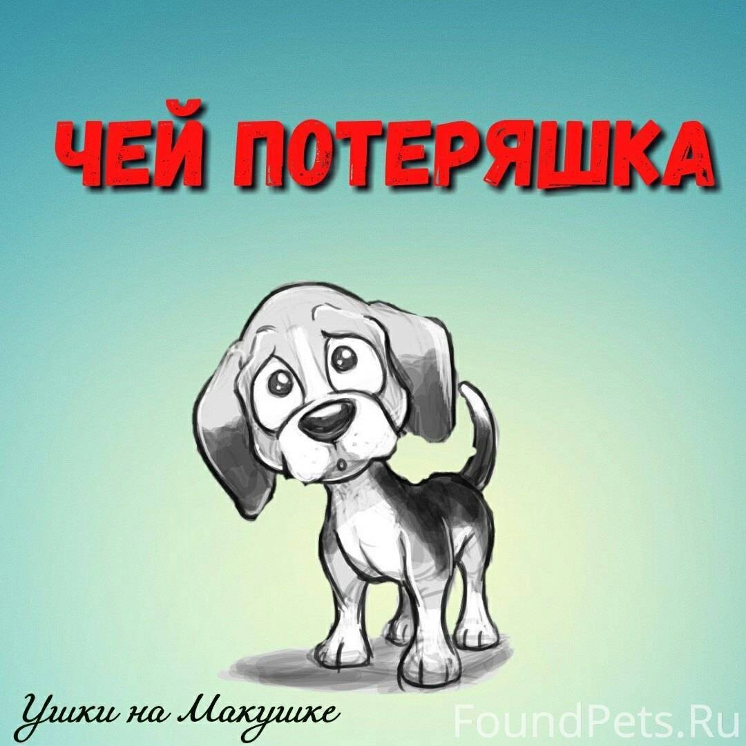 Потеряшка логотип