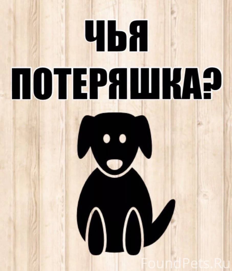 Чья потеряшка собака