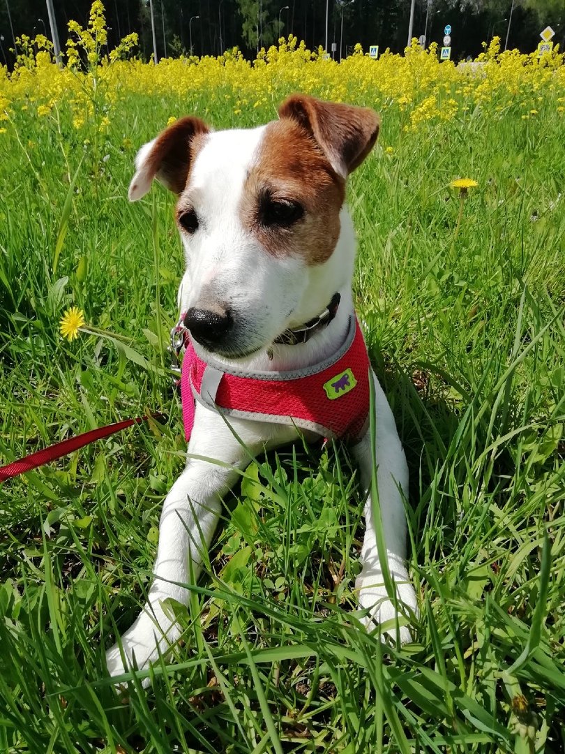 Я потерялся собаки