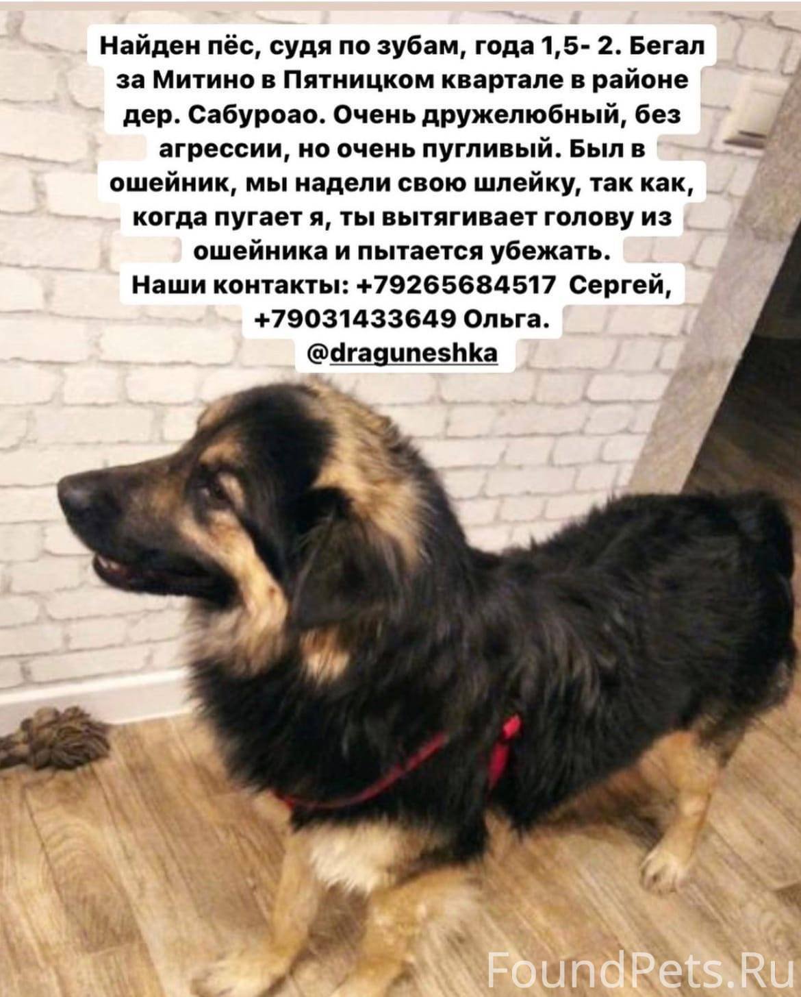 Потеряшка кот объявления