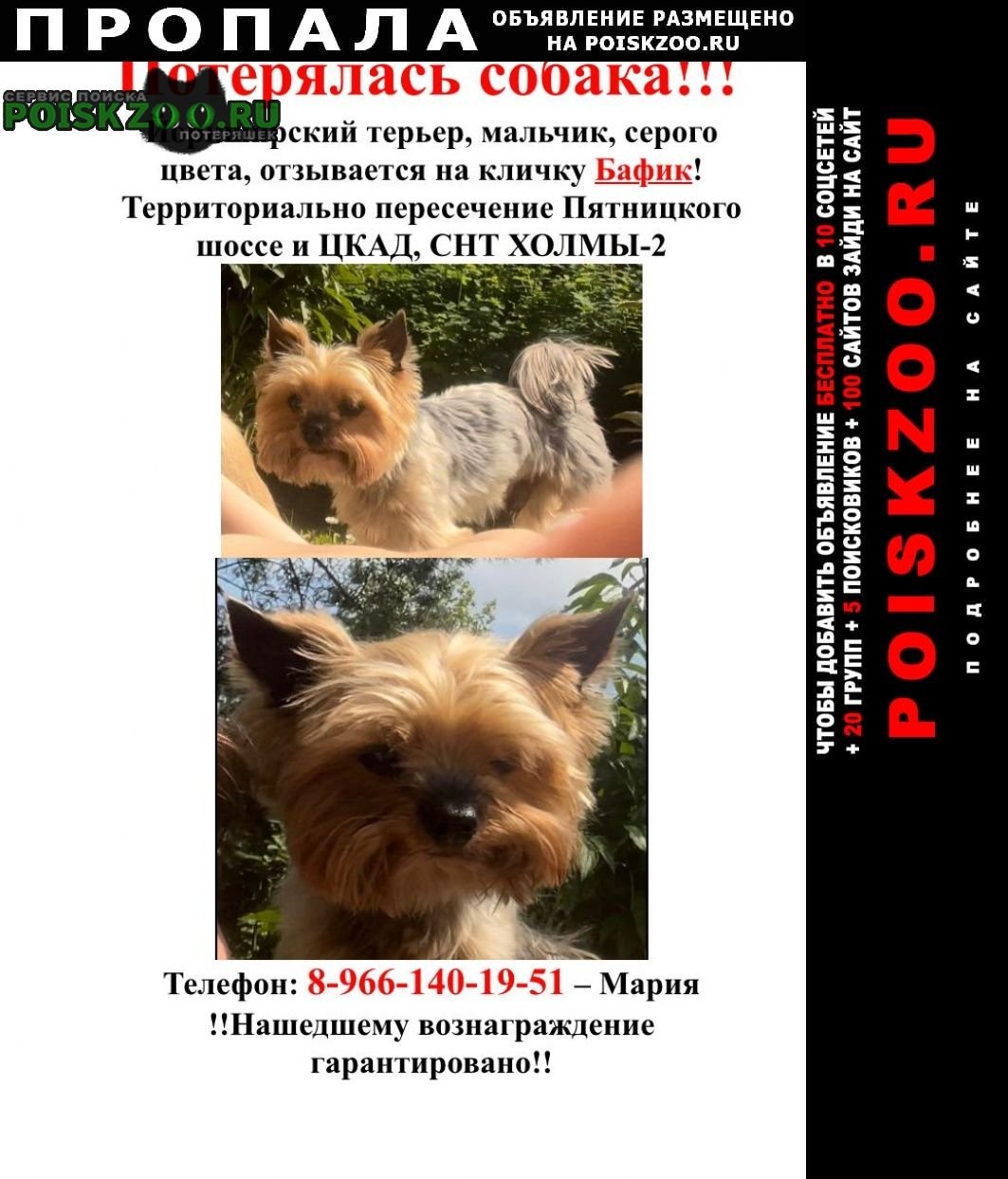 Найдена кошка объявление