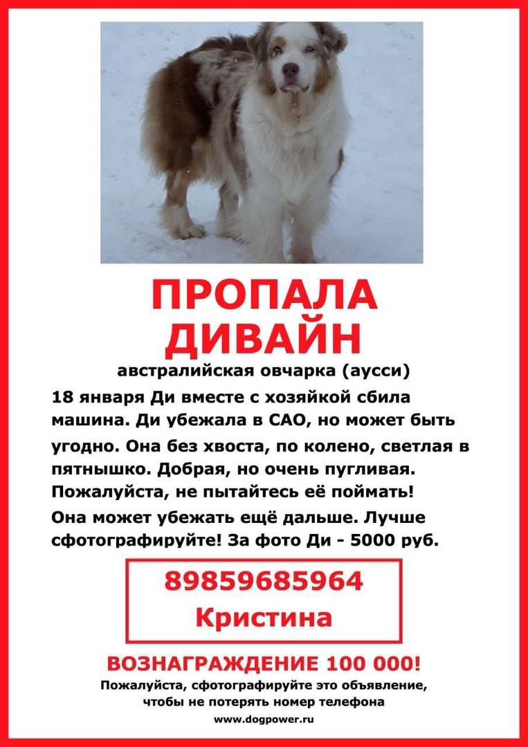 Котопес Волгоград