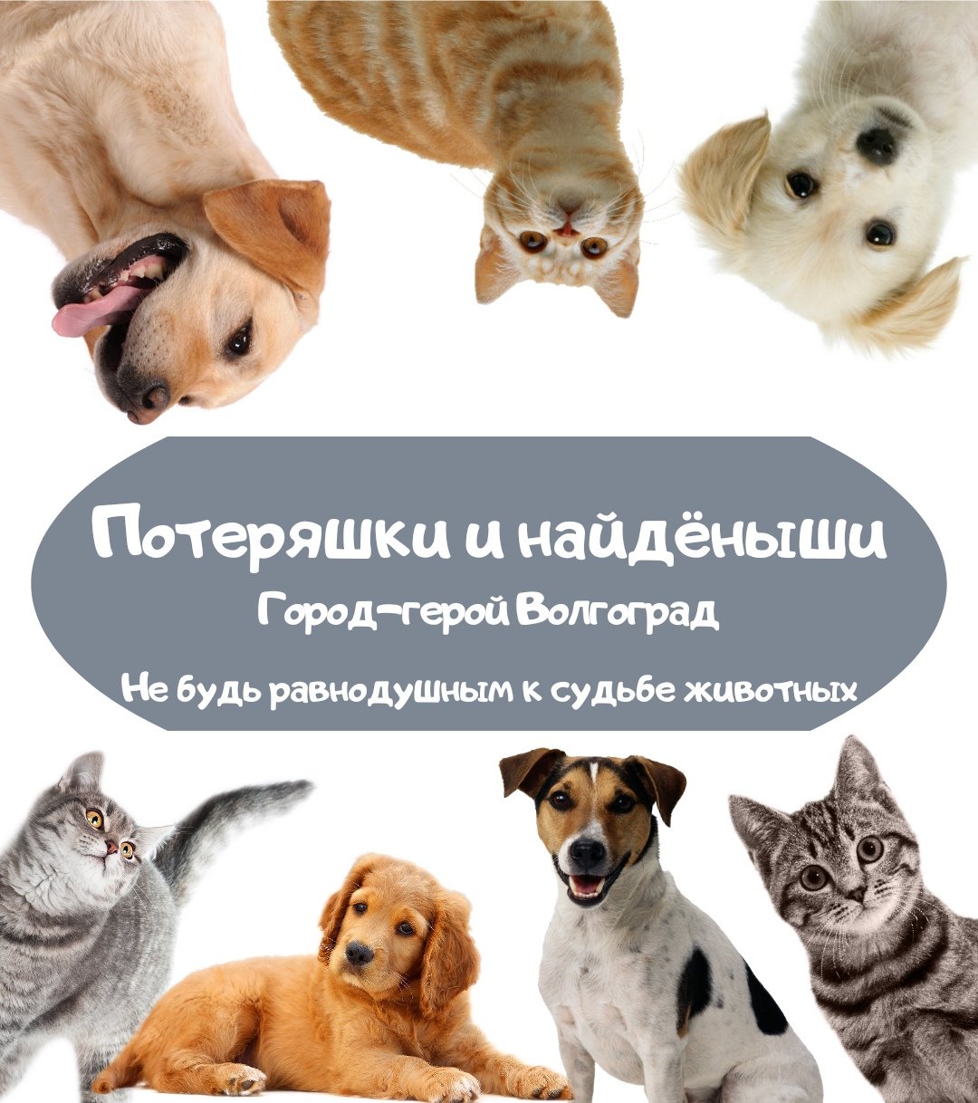 Пропала собака Химки