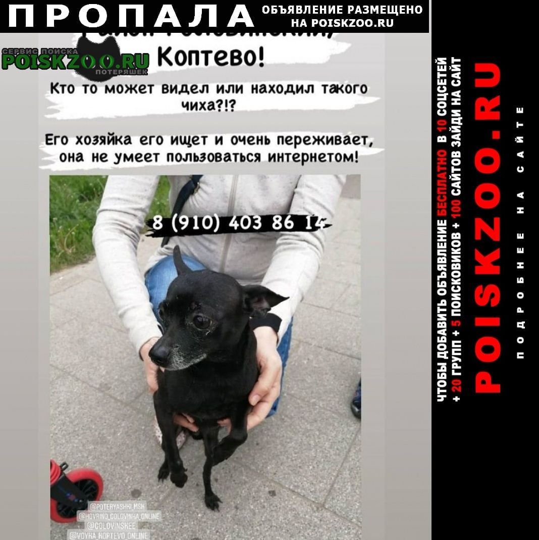 Собаки в Москве