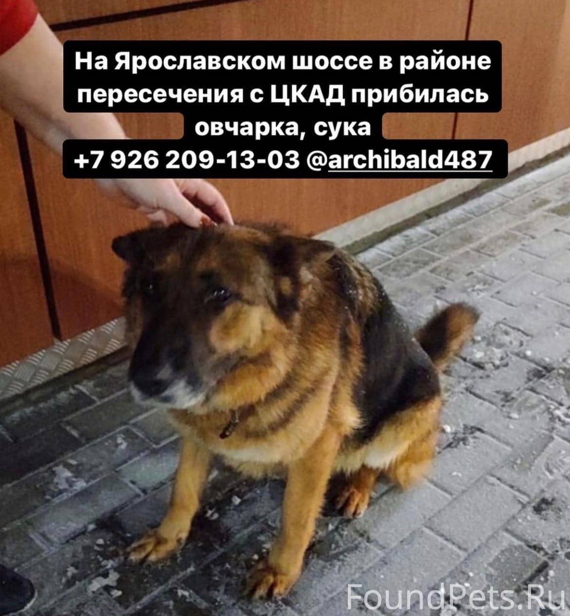 Найдена собака Москва 19.08.2021