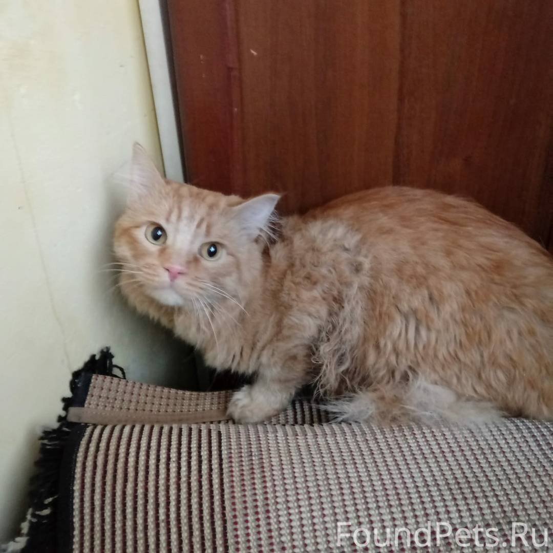 Пропала кошка Измайлово