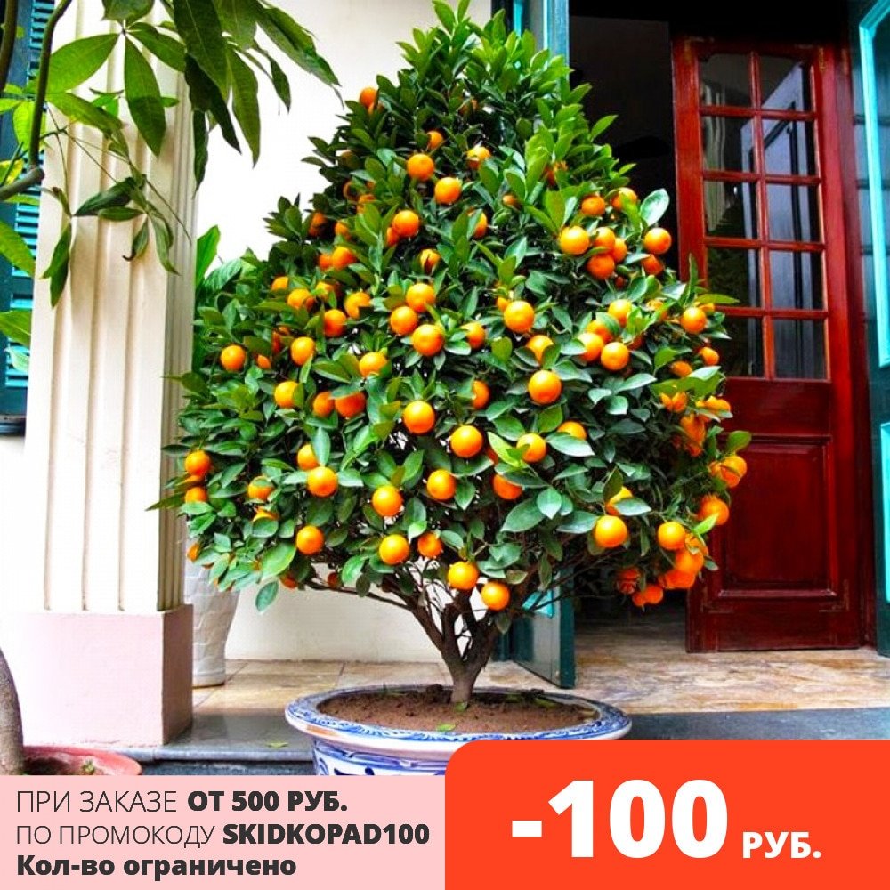 Кумкват растение цитрус