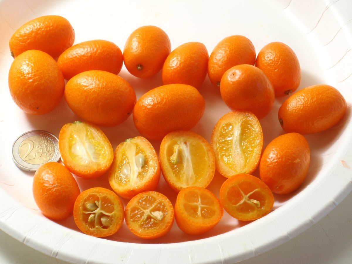 Кумкват апельсин