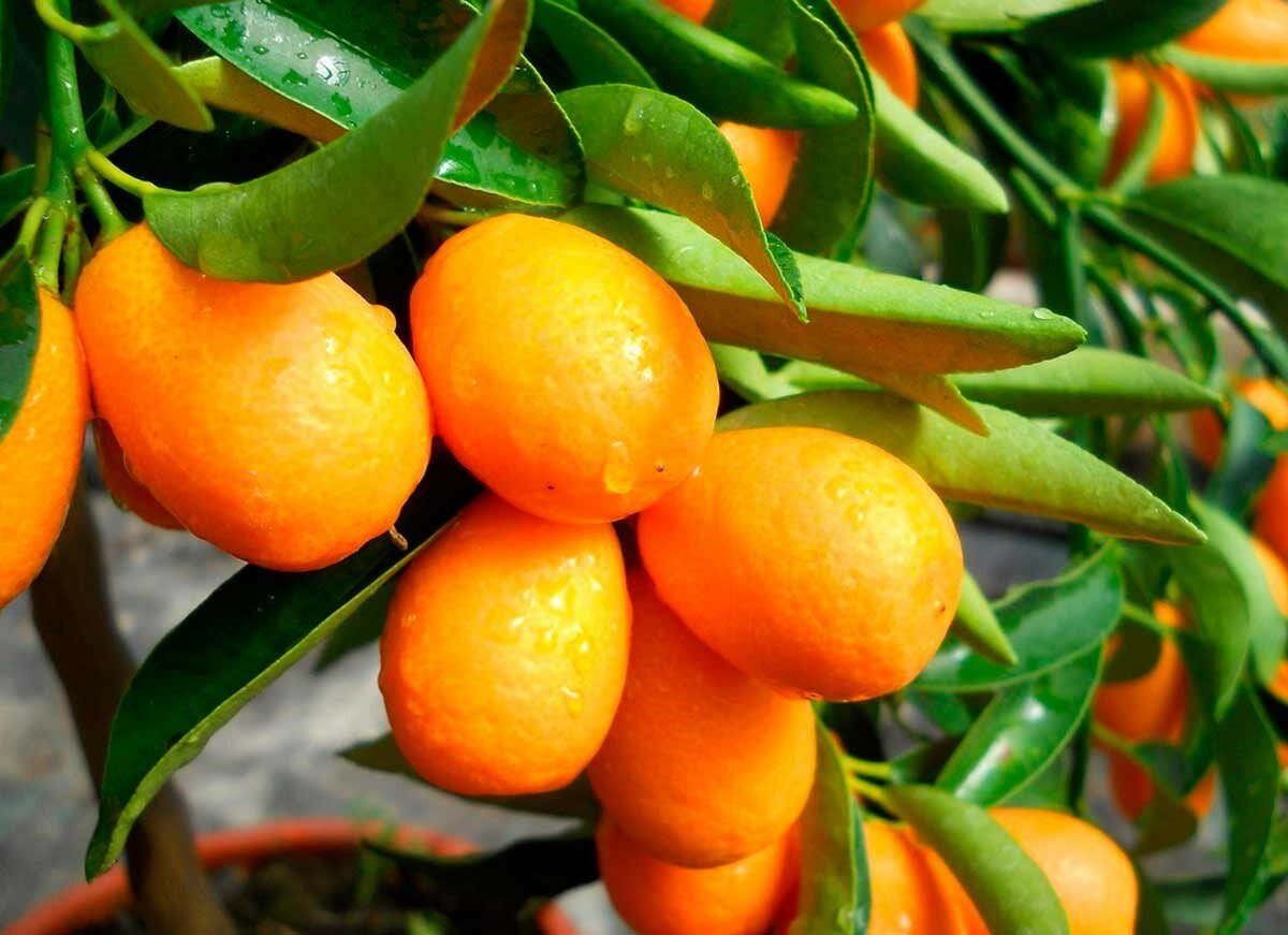 Кумкват гонконгский