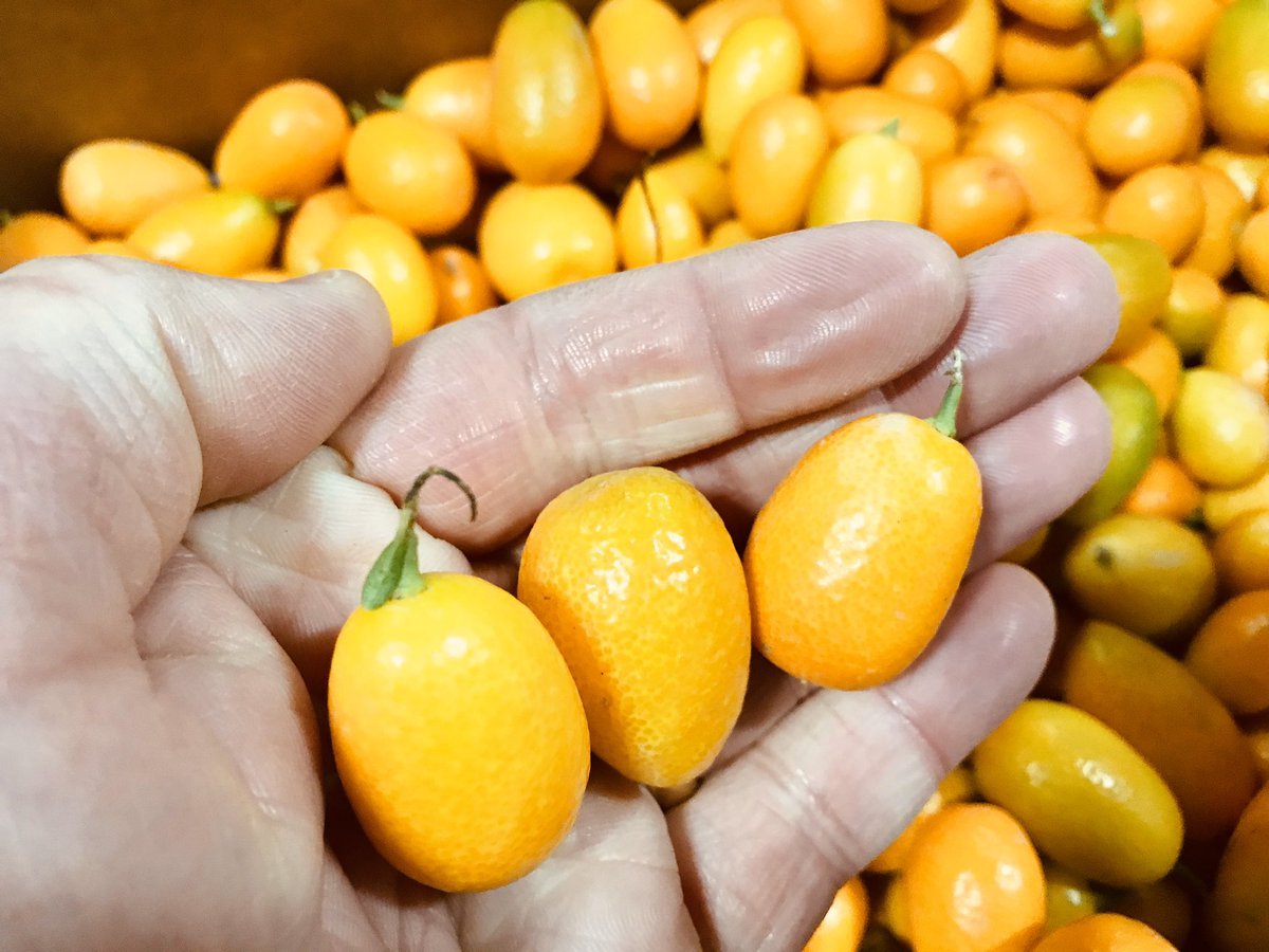 Кумкват вкус