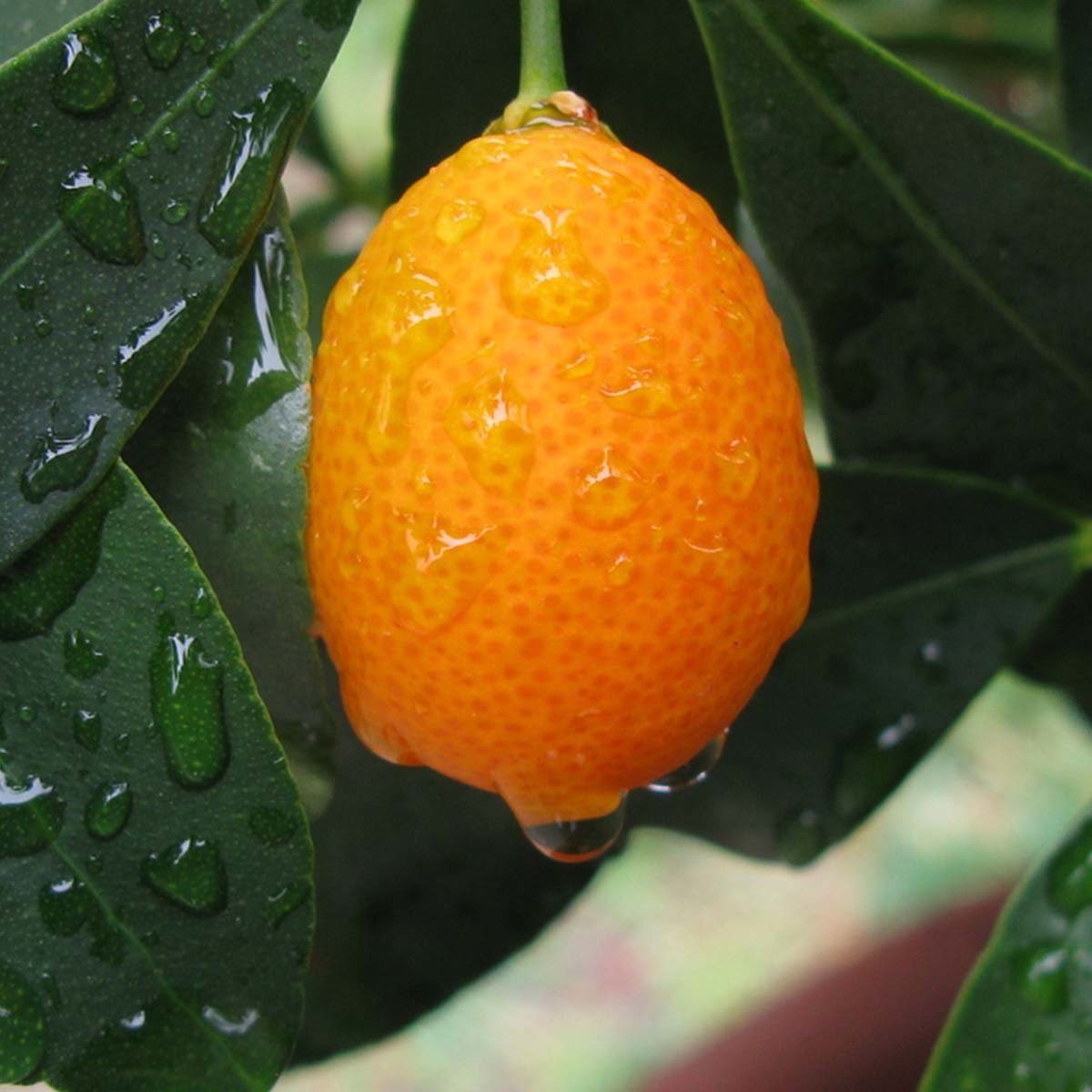 Кумкват в разрезе