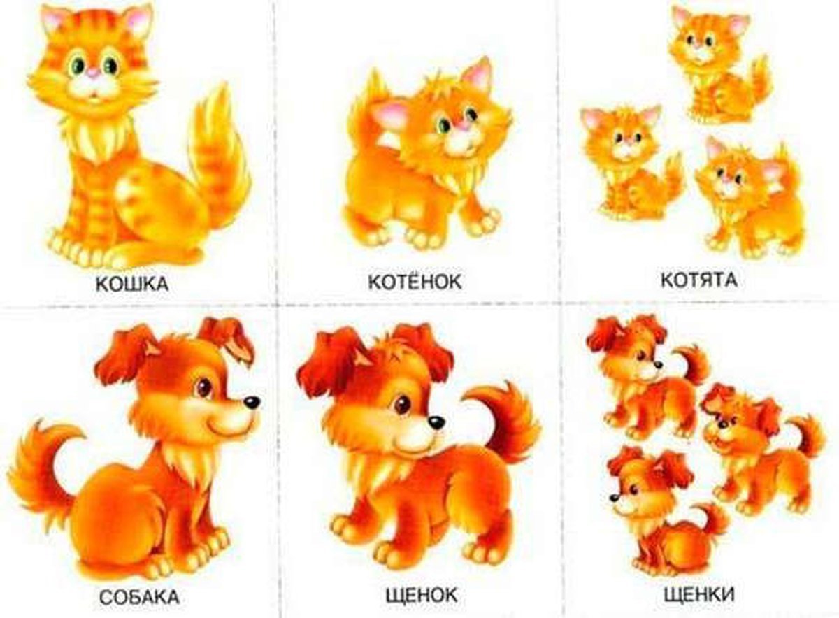 Карточки один много для дошкольников