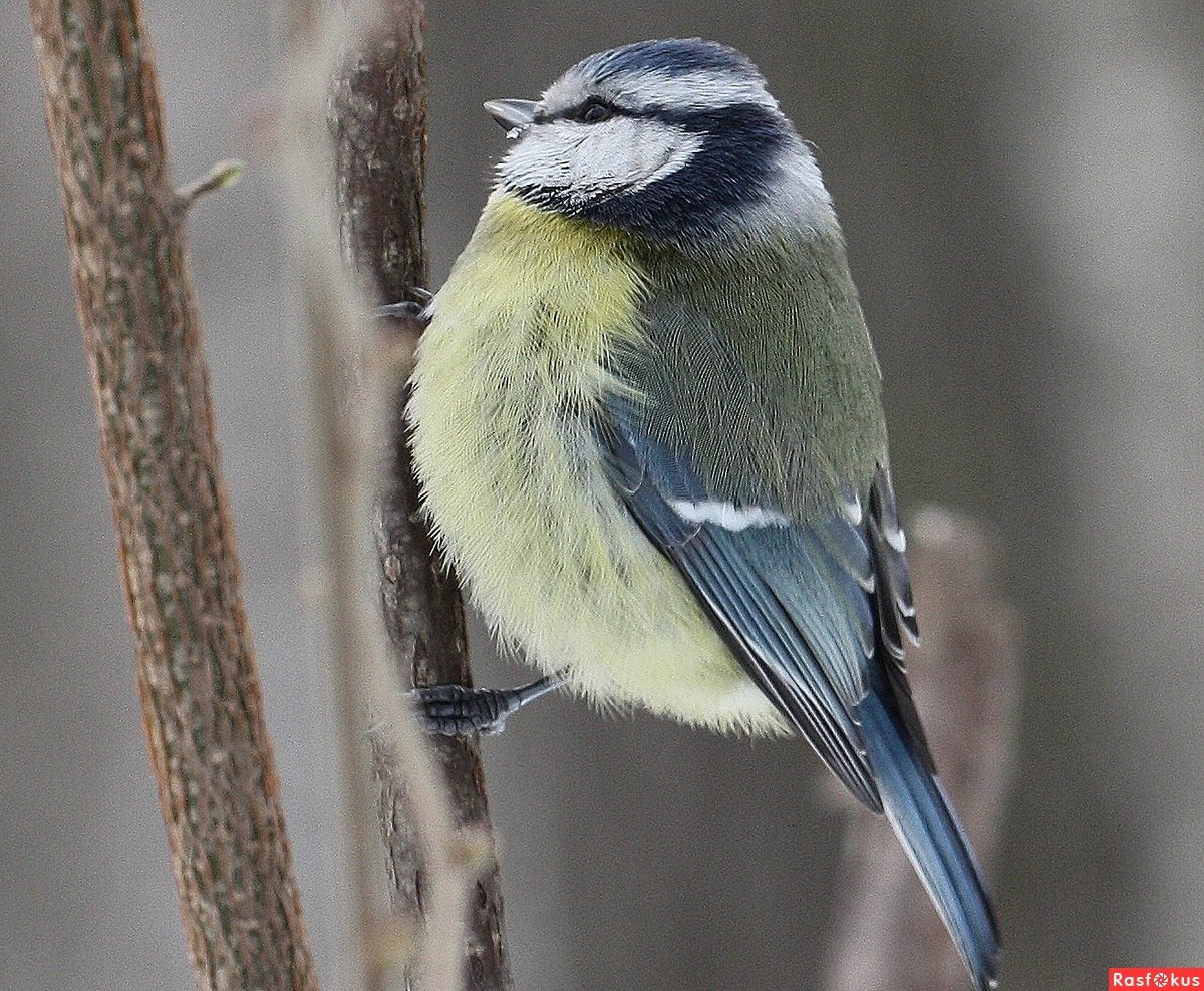 Виды синиц лазоревка