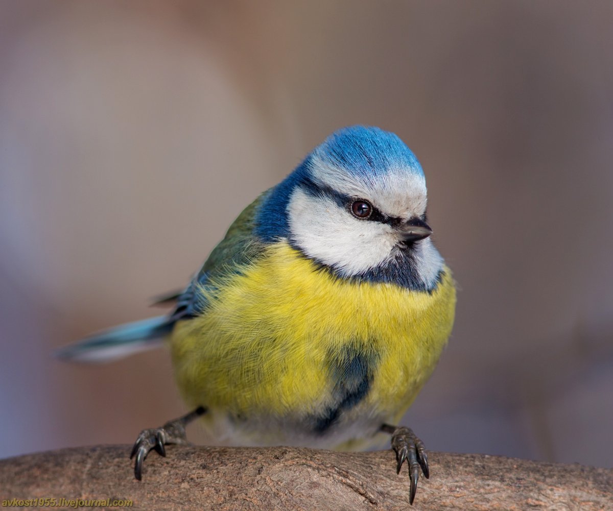 Синица лазоревка фото