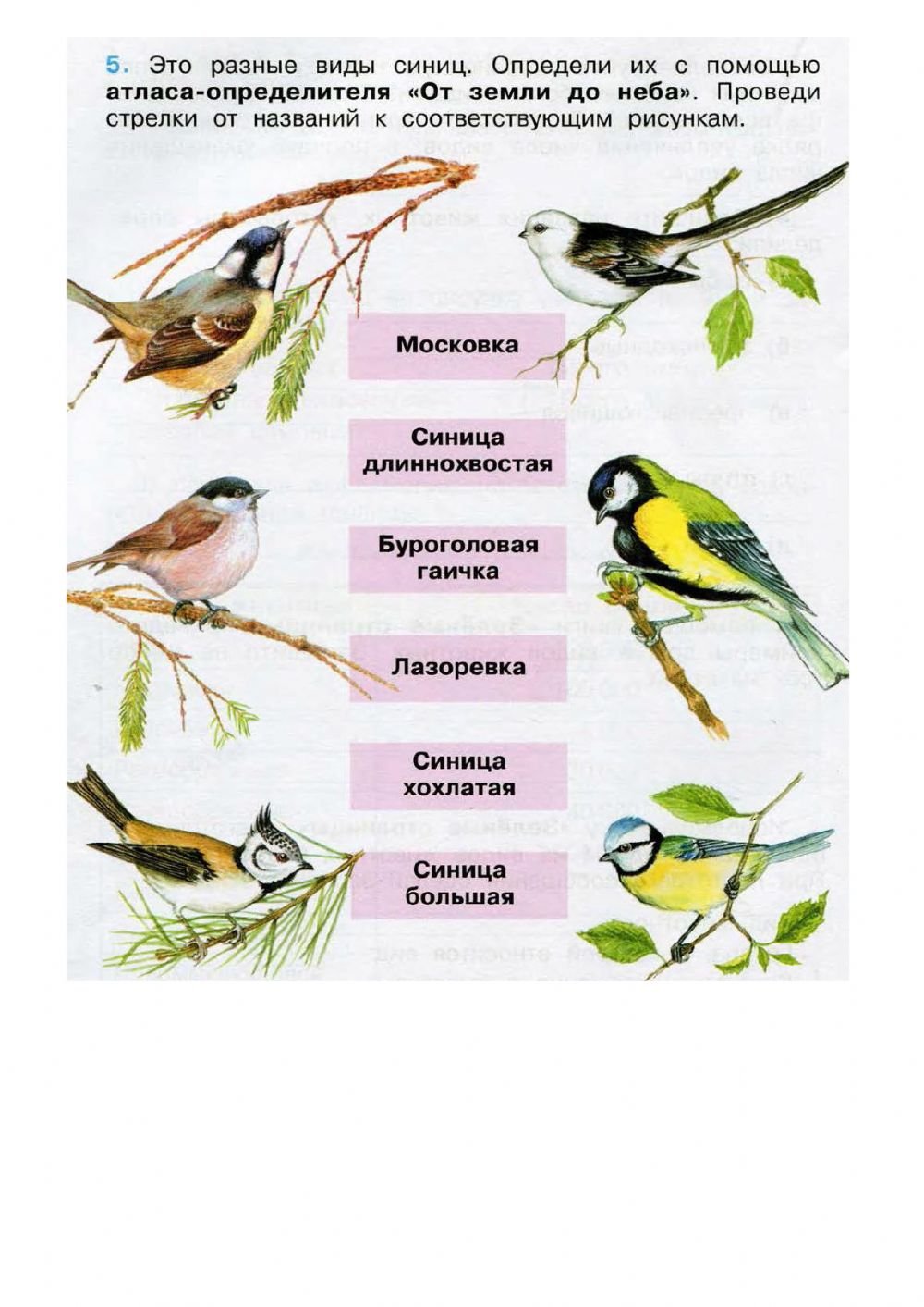 Определитель птиц синица лазоревка