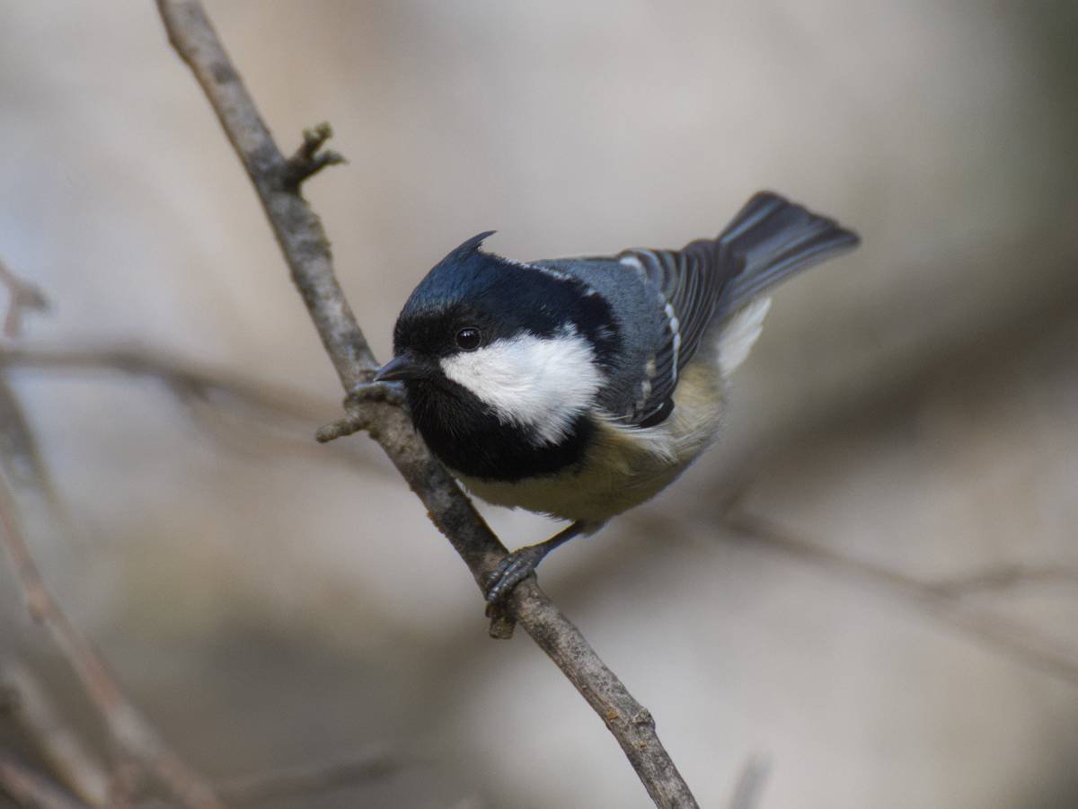 Тайваньская желтая синица