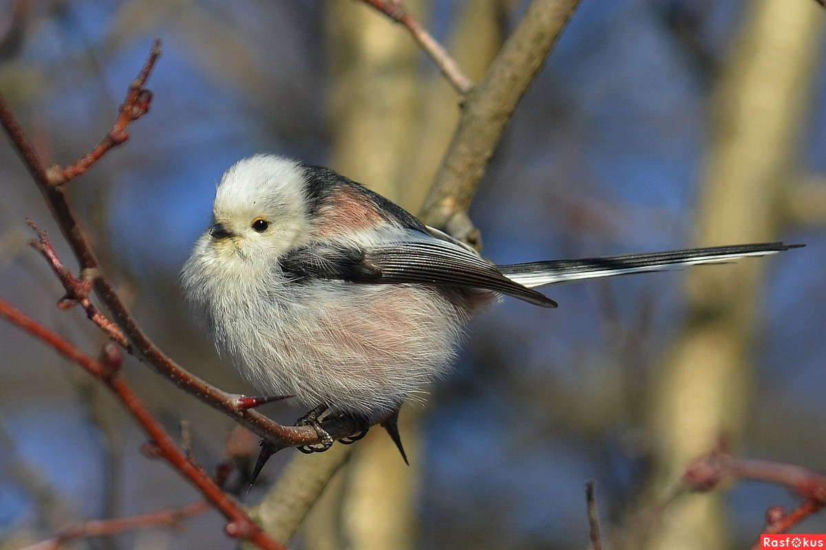 Синица лазоревка князёк