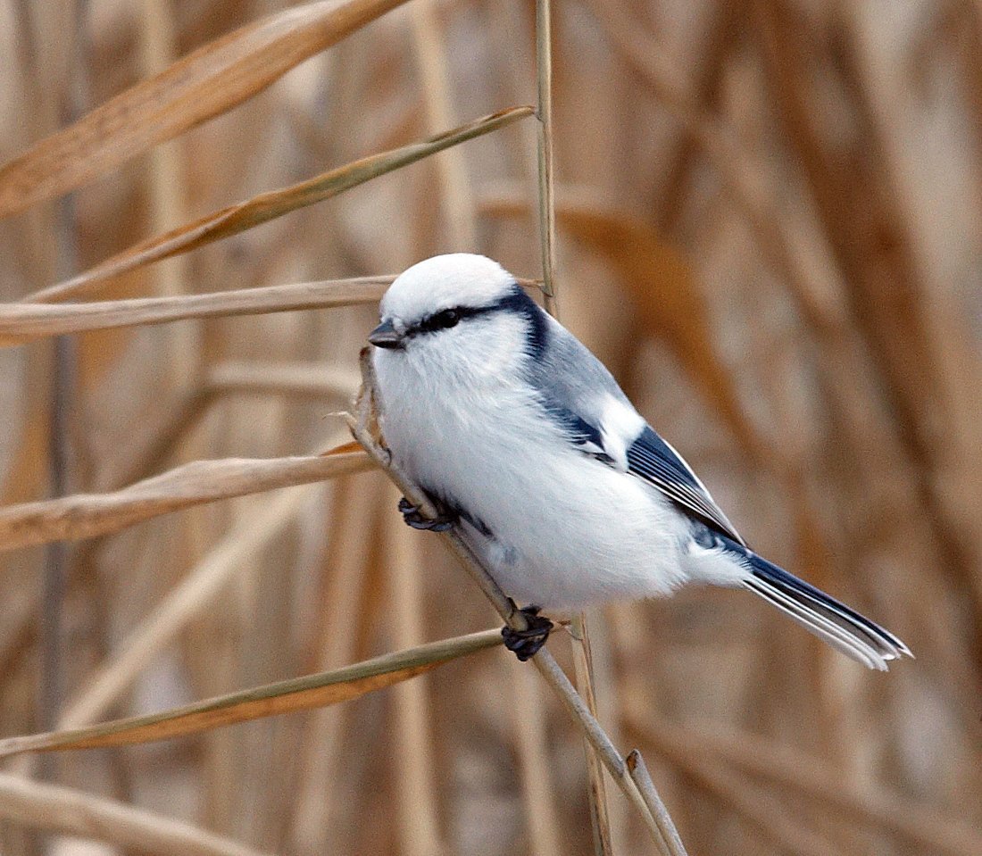 Европейская белая лазоревка