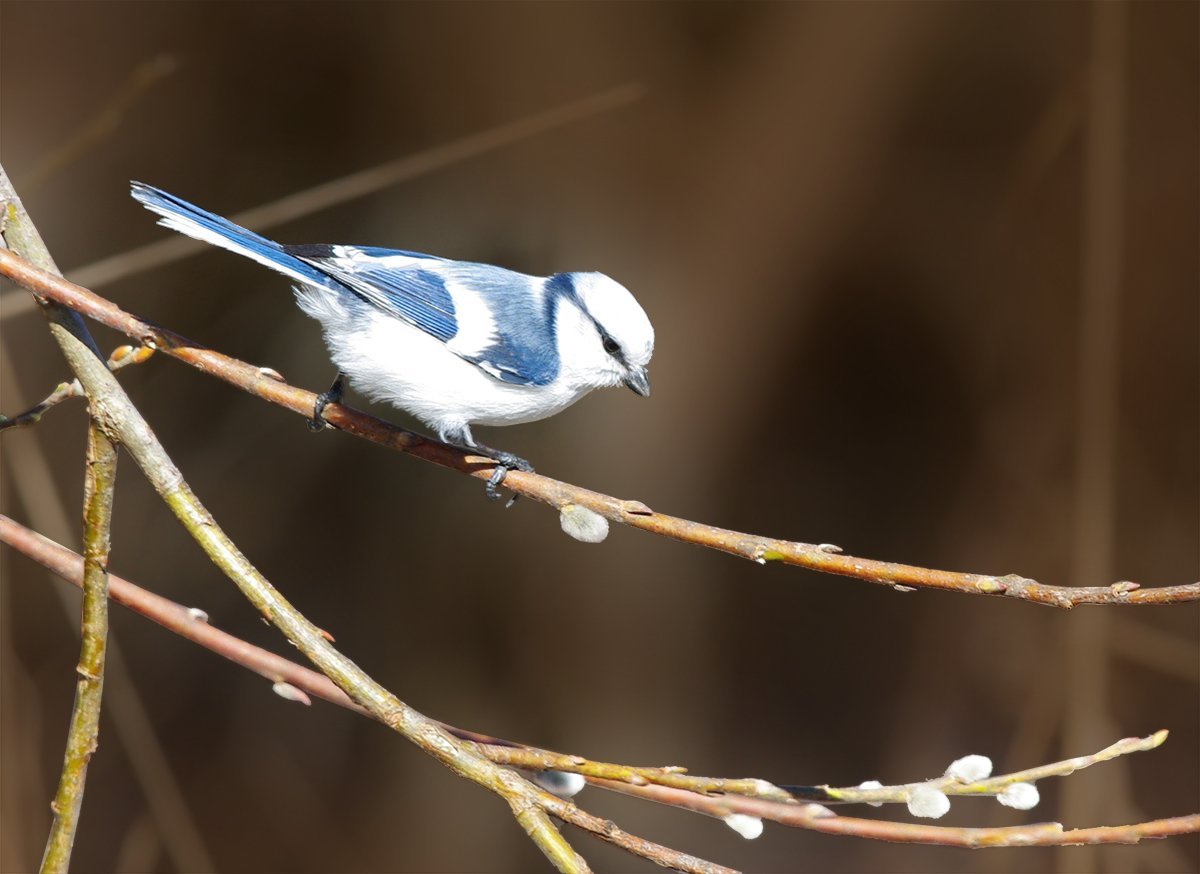 Лазоревка Плеске