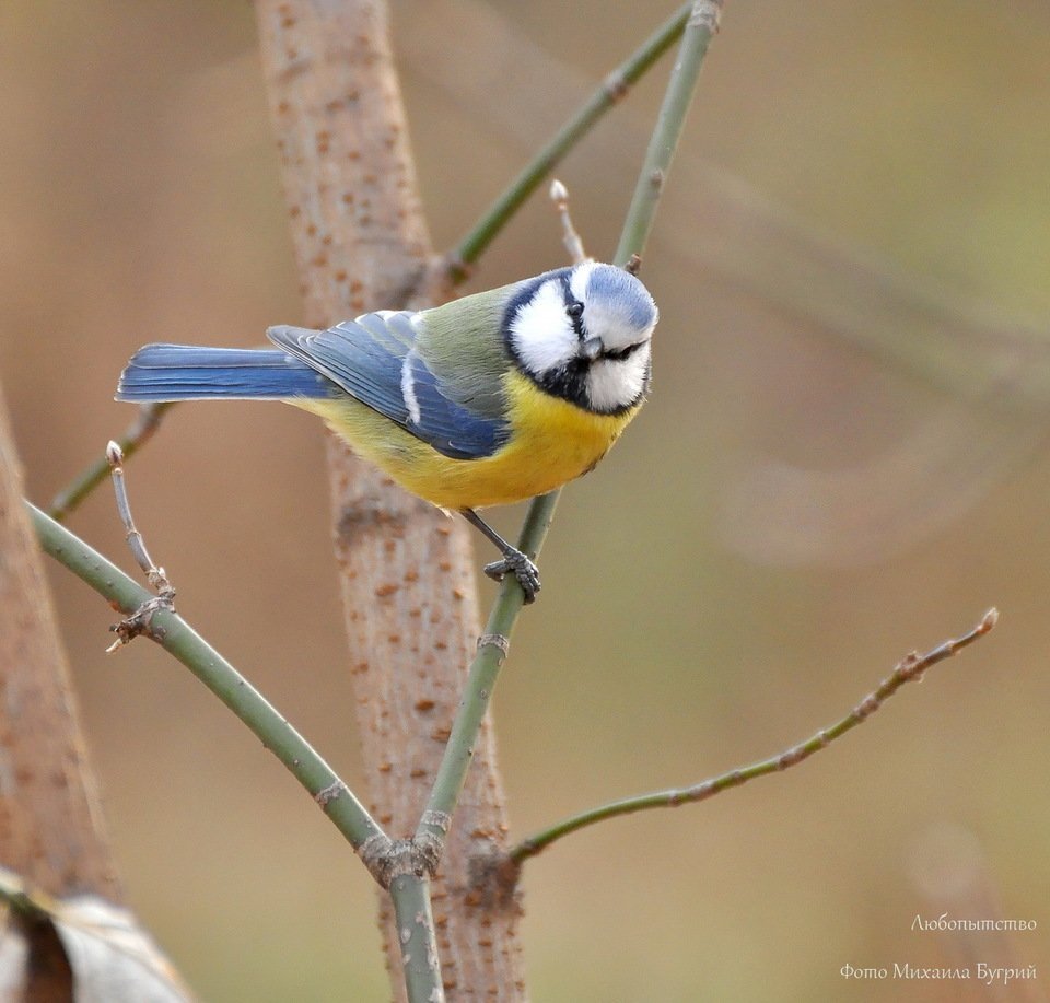 Белощекая синица