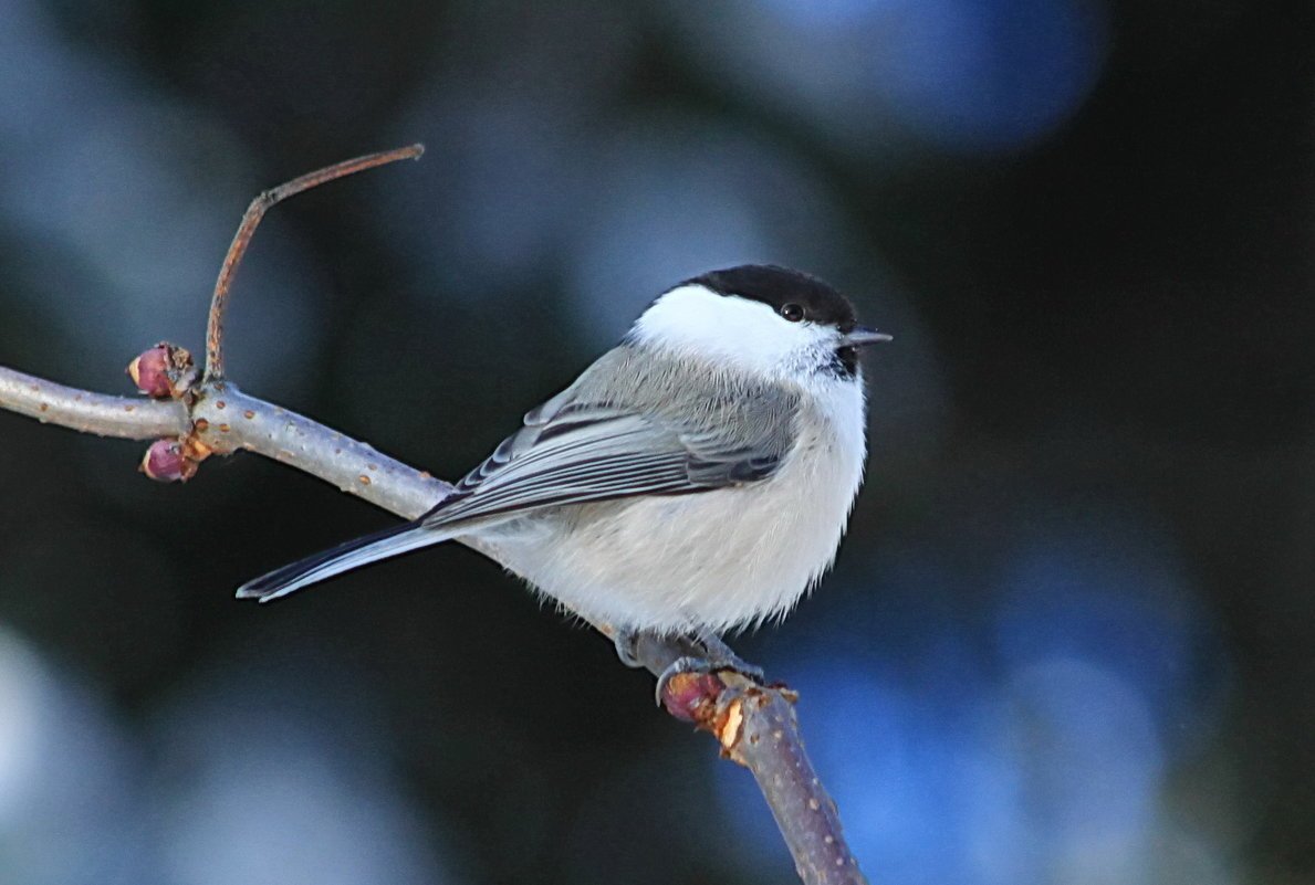 Синица лазоревка подвиды