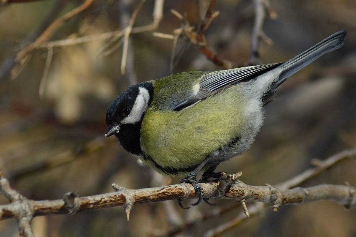 Синица лазоревка