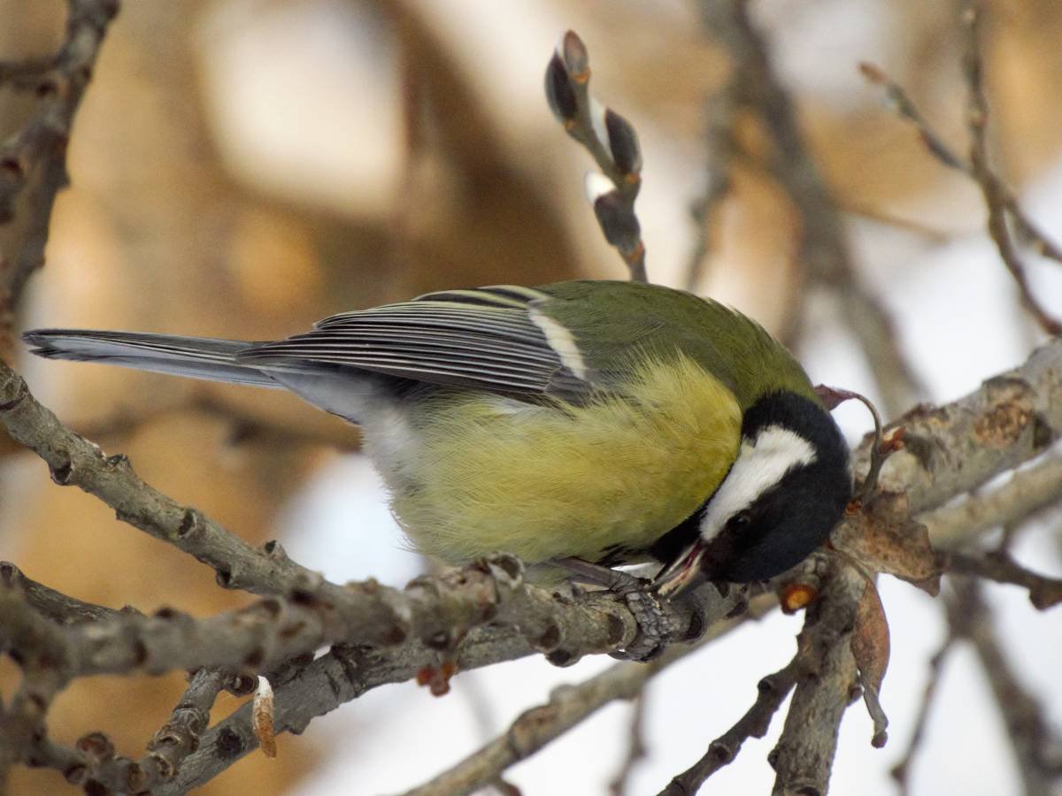 Птицы России синица