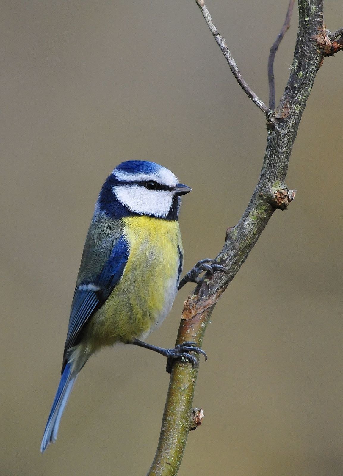 Атлас-определитель от земли до неба 3 класс окружающий мир синицы