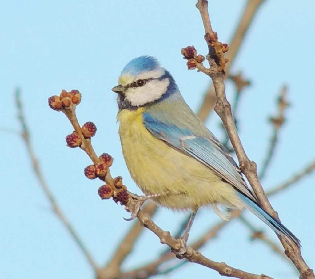 Синичка лазоревка