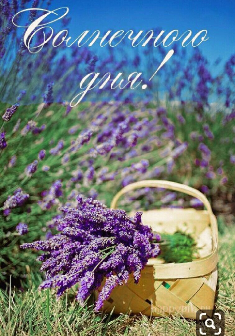 Лаванда цветок