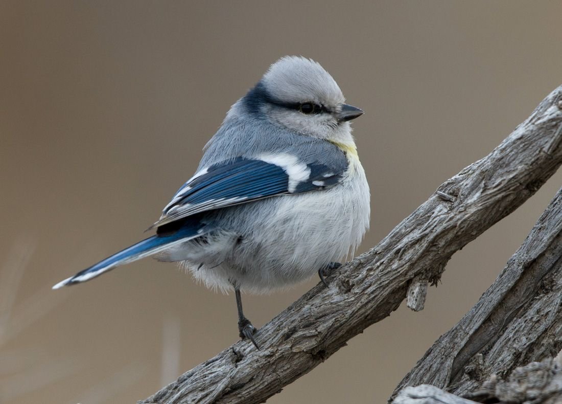 Лазоревка зимующая птица