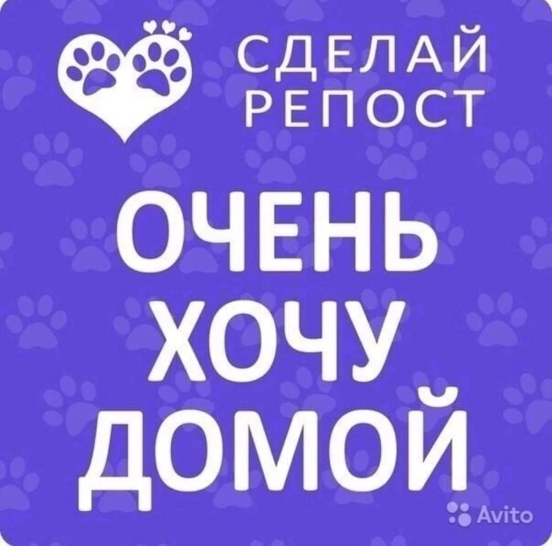 Улитка ты пьяна иди домой