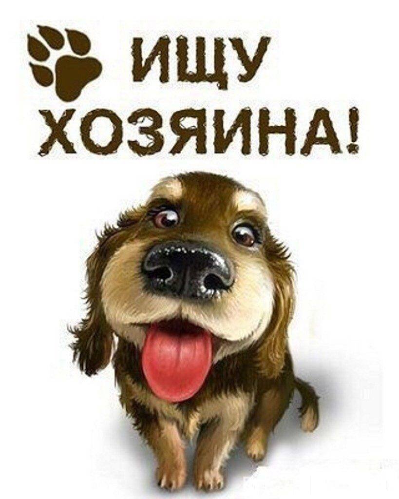 Хочу домой собака