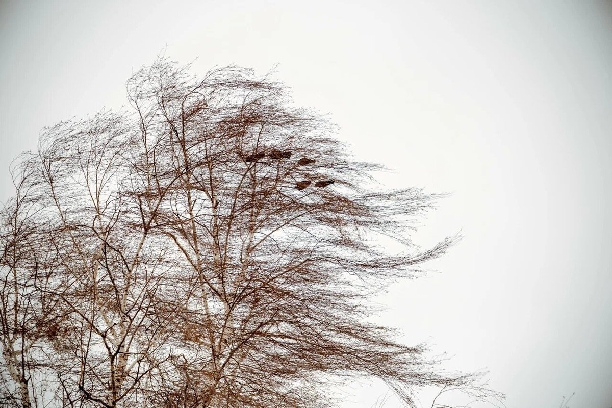 Сильный ветер