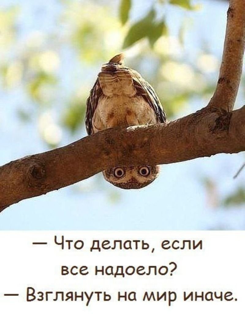 Сыч прикольные