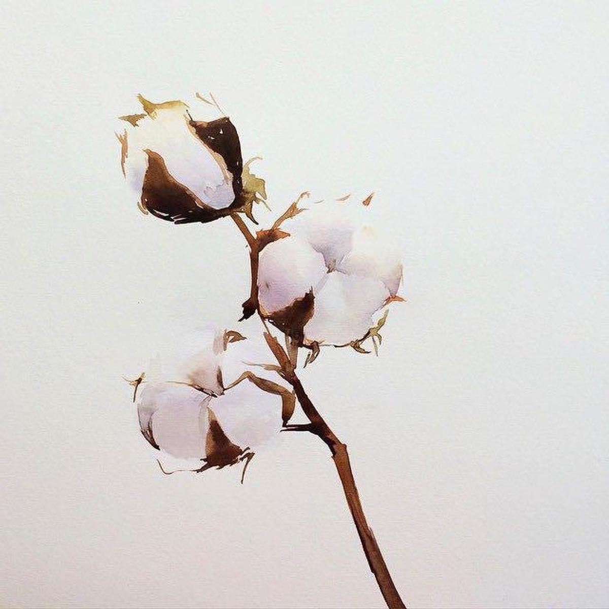 Вероника Калачева Ботаническая иллюстрация