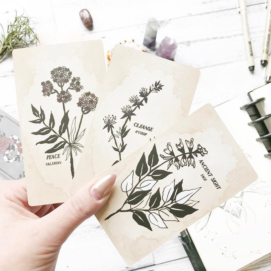 Ботаника Эстетика