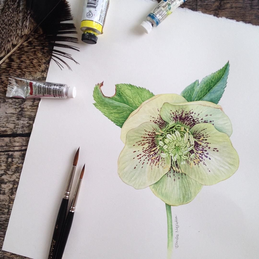 Ботанические иллюстрации от Eunike Nugroho